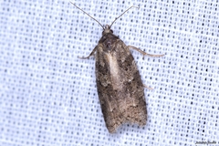 Cnephasia incertana