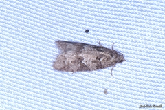 Cnephasia incertana