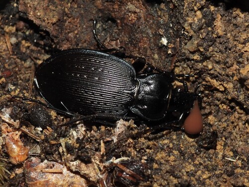 Carabus Goryi