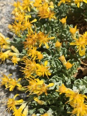 Ericameria cuneata cuneata