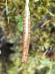 Ophioglossum pusillum