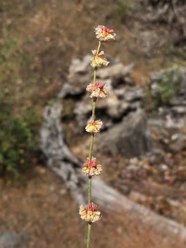 Image of Eriogonum roseum by (c) Matt Berger, some rights reserved (CC BY)
