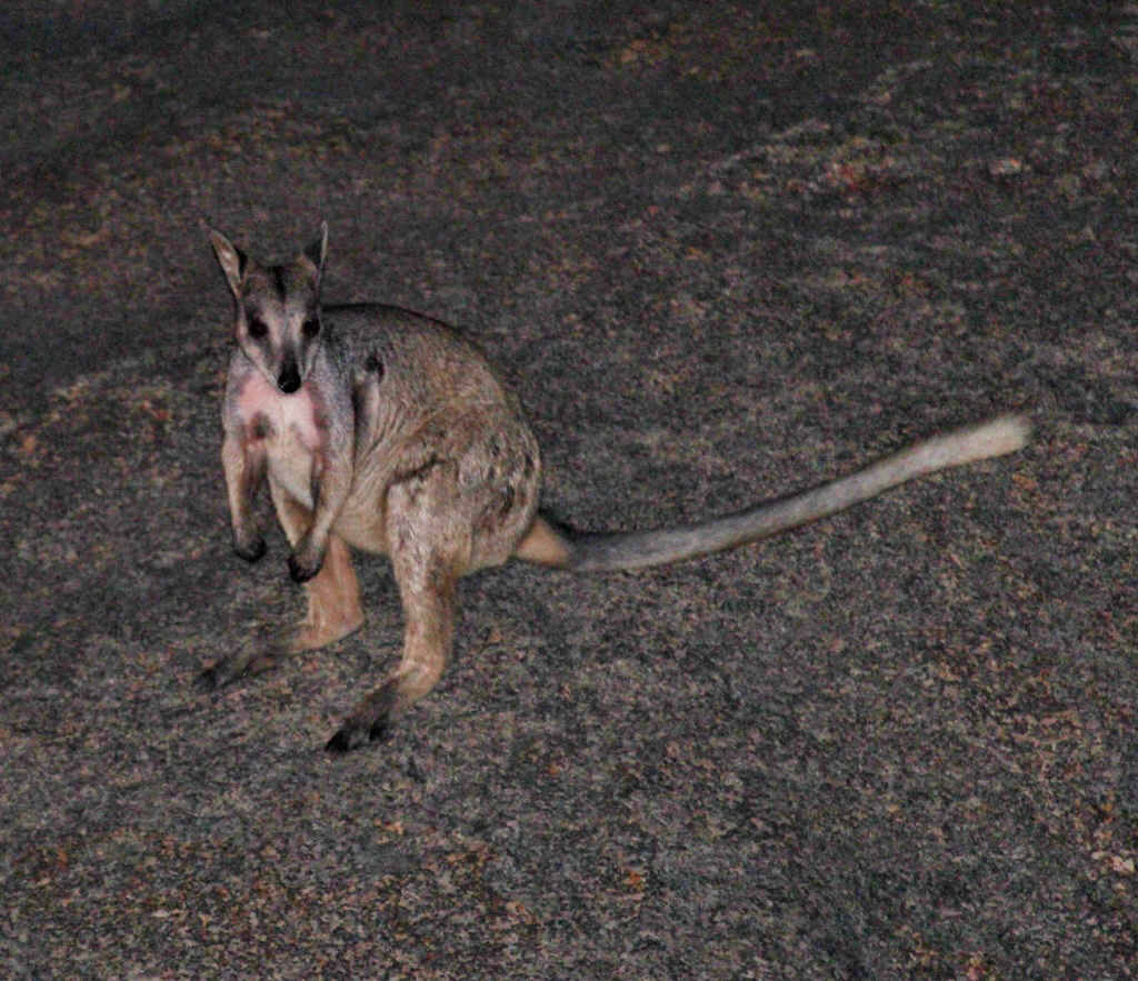 Cape York Rock-Wallaby