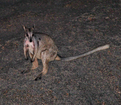 Cape York Rock-Wallaby photo 1