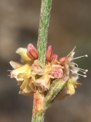 Eriogonum roseum