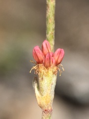 Eriogonum roseum
