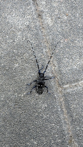 Citrus Longhorn Beetle