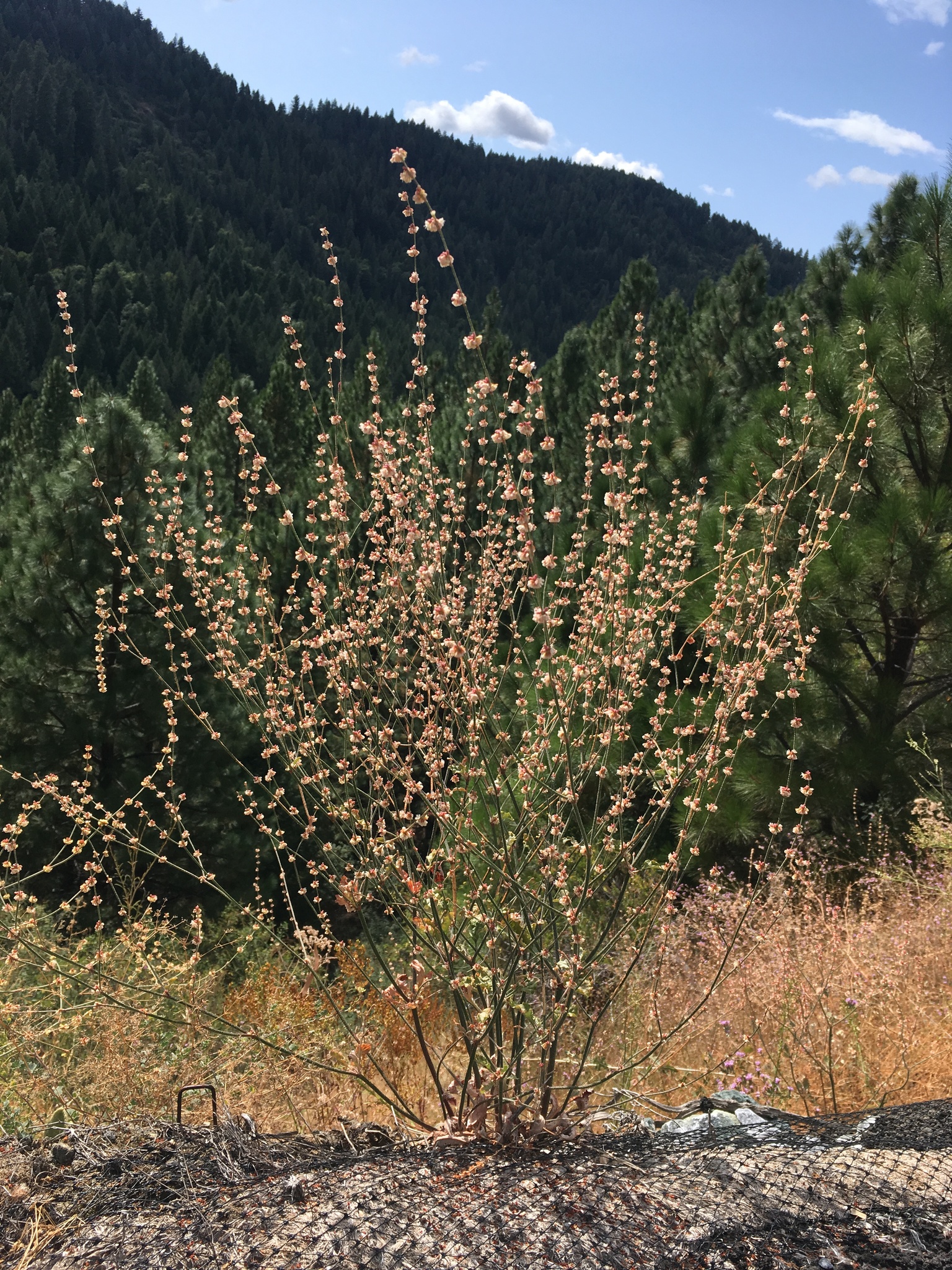 Eriogonum roseum