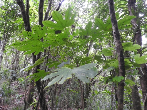 Fatsia oligocarpella iNat (2)