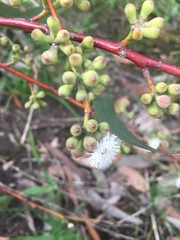 Eucalyptus pauciflora pauciflora