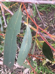 Eucalyptus pauciflora pauciflora