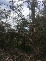 Eucalyptus pauciflora pauciflora