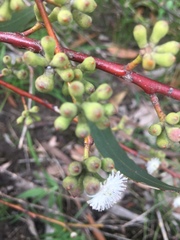Eucalyptus pauciflora pauciflora