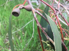 Eucalyptus pauciflora pauciflora