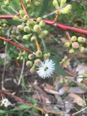 Eucalyptus pauciflora pauciflora