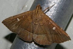 Cidariplura gladiata