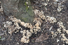 Coprinellus flocculosus
