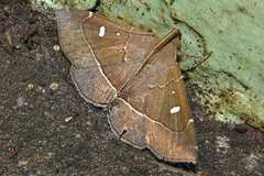 Cidariplura gladiata