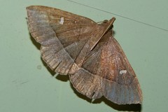 Cidariplura gladiata