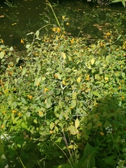 Impatiens capensis