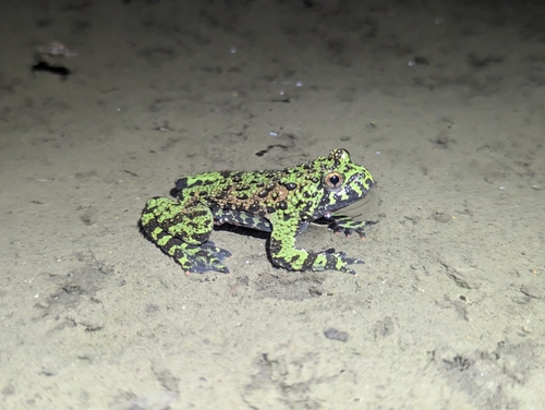 Oriental Fire-bellied Toad
