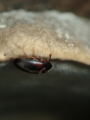 Melandryidae