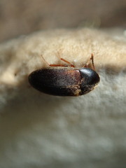 Melandryidae