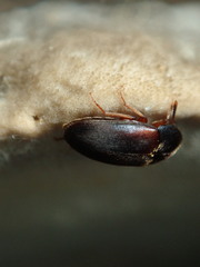 Melandryidae