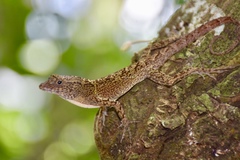 Anolis allogus