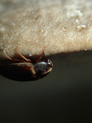 Melandryidae
