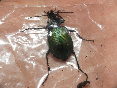 Agreeable Caterpillar Hunter photo 4