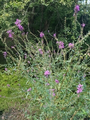 Lythrum salicaria