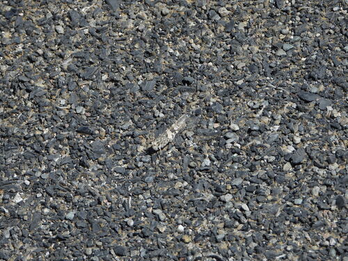 Geyser Grasshopper