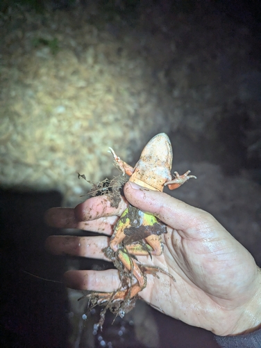 Dybowski's Frog
