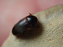 Melandryidae