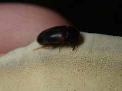 Melandryidae