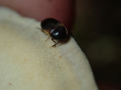 Melandryidae