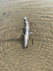 Whiskery Shark photo 2