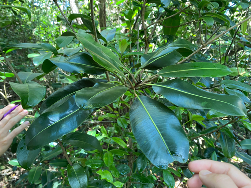 Planchonella sandwicensis observed 2025-06-09