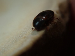 Melandryidae