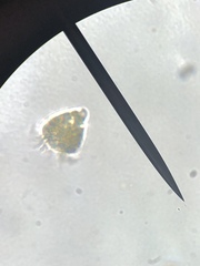 Oligotrichia