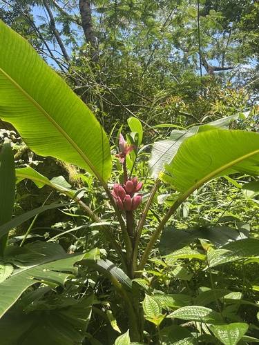 Musa velutina observed 2025-05-26