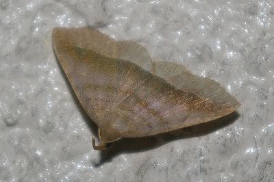 Paracolax fascialis