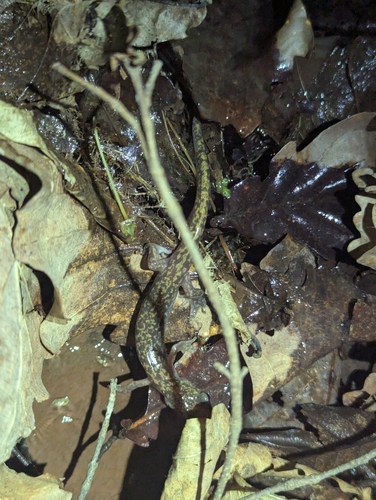 Jilin Clawed Salamander