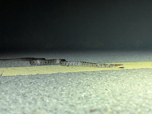 Steppe Ratsnake