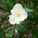 Magnolia hamorii - Photo (c) Josue Fernandez, algunos derechos reservados (CC BY-NC), uploaded by Josue Fernandez