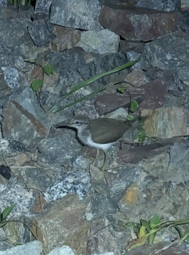 Common Sandpiper