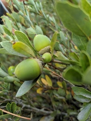 Quercus vacciniifolia