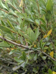 Quercus vacciniifolia