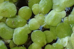 Lemna minuta